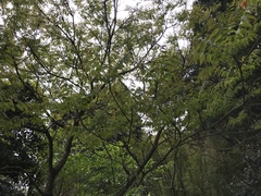 Toxicodendron succedaneum