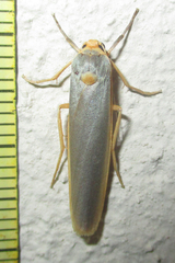 Sozusa scutellata