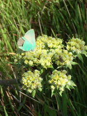 Callophrys viridis