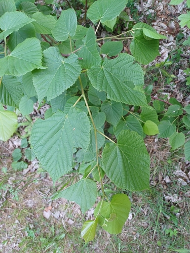 Bigleaf Linden