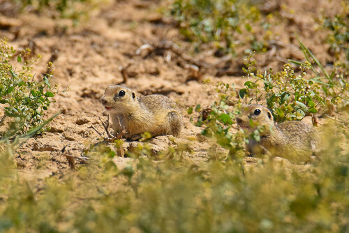 Little Ground Squirrel