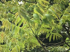 Toxicodendron succedaneum