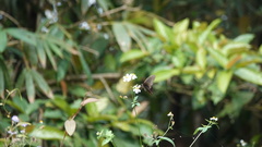 Papilio bianor thrasymedes