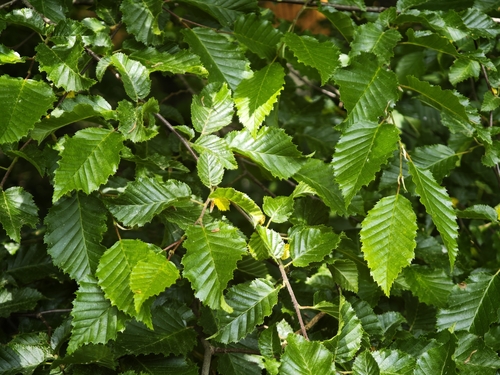 European Hornbeam
