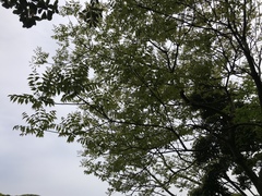 Toxicodendron succedaneum