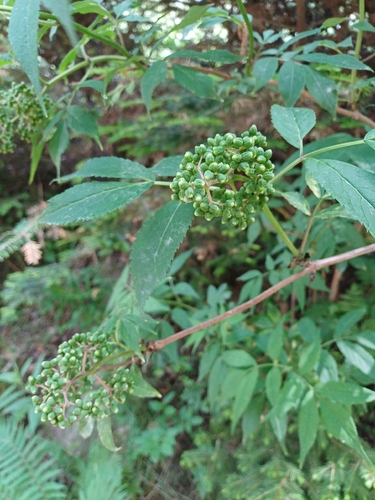 red-berried elder