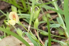 Zornia dyctiocarpa