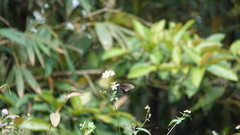 Papilio bianor thrasymedes