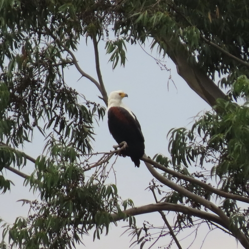 iNaturalist image