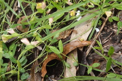 Zornia dyctiocarpa