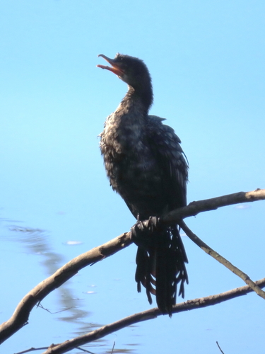 iNaturalist image