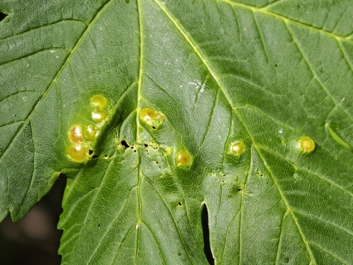 Maple gall wasp