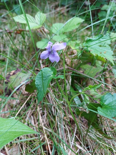 common dog-violet
