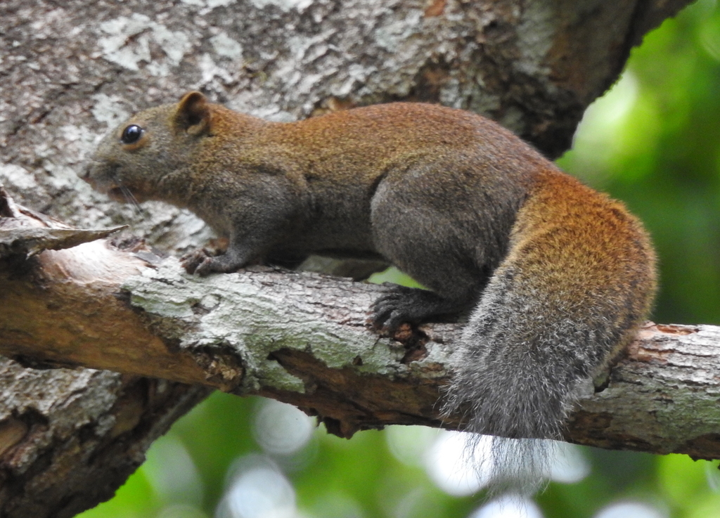 Northern Gray-bellied Squirrel (Callosciurus caniceps