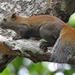 Grey-bellied Squirrel - Photo (c) anukma, some rights reserved (CC BY), uploaded by anukma