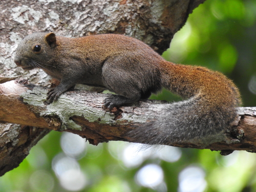 Southern Gray-bellied Squirrel (Callosciurus concolor) — Data Deficient Mammalia