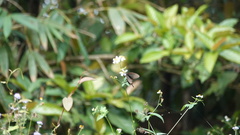 Papilio bianor thrasymedes