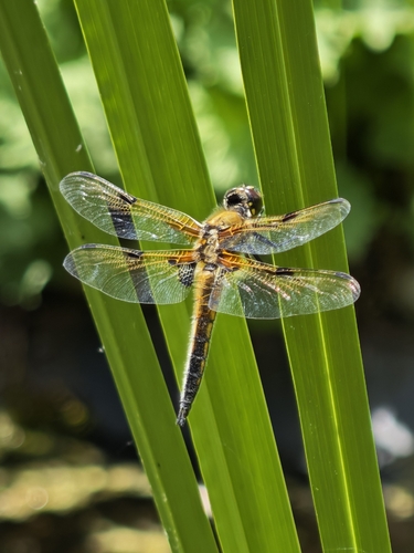 Four-spotted Skimmer