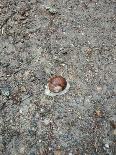 Roman Snail