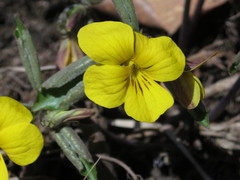 Viola xanthopetala