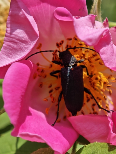 large black longhorn beetle
