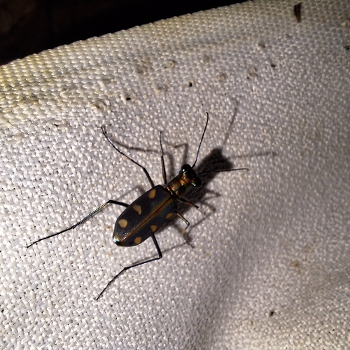 Golden-spotted Tiger Beetle