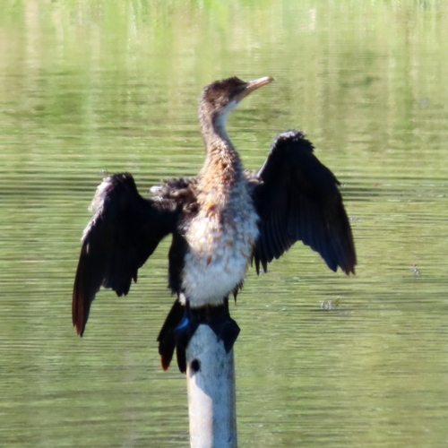 iNaturalist image