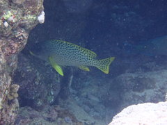 Plectorhinchus gaterinus