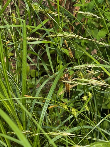 Four-spotted Skimmer