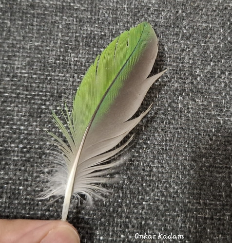 Plume de Perruche alexandre