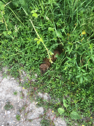 Stoat observed by finroe2112