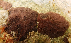 Chelonaplysilla violacea
