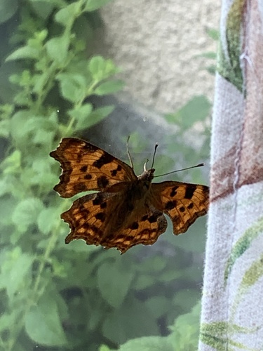 European Comma