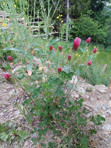 crimson clover