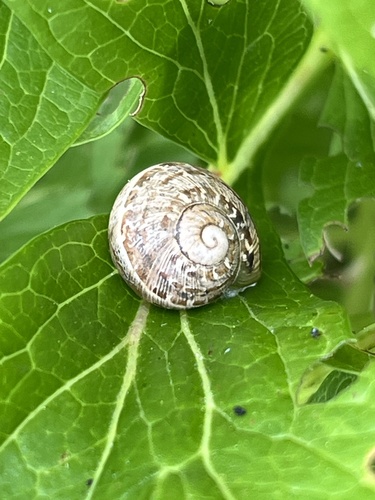 Garden Snail