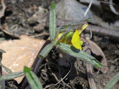 Viola xanthopetala
