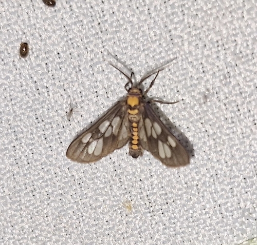 Eressa confinis