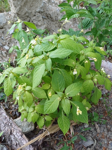 small balsam