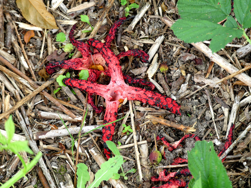 devil's-fingers