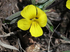 Viola xanthopetala