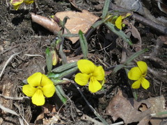 Viola xanthopetala