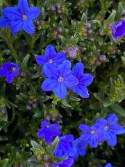 Glandora prostrata