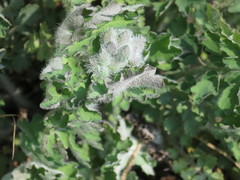 Chelidonium asiaticum