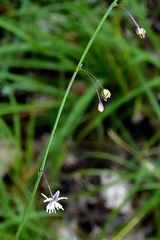 Arthropodium milleflorum