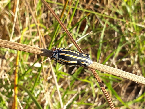 Striped Painted Reedfrog