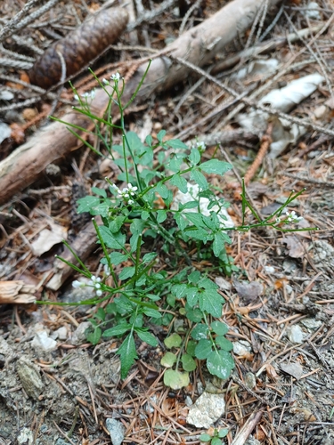 wavy bittercress