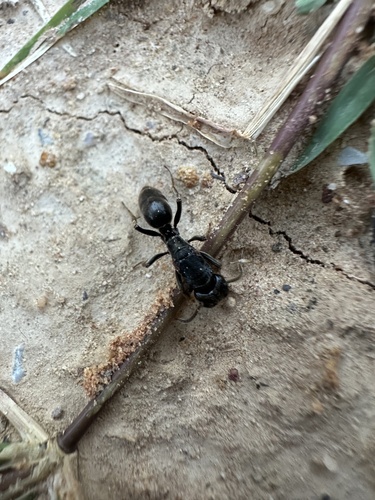Odontoponera denticulata