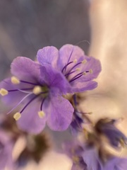 Phacelia bombycina
