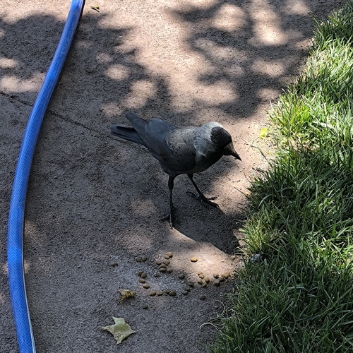 Eurasian Jackdaw