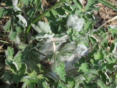 Chelidonium asiaticum